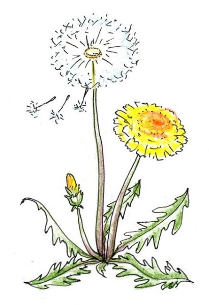 Лёгкие рисунки одуванчика