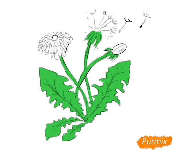 Раскраска Василек цветок