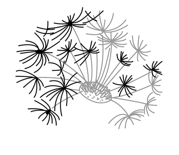 Одуванчики карандашом для срисовки