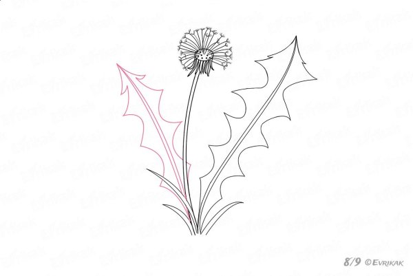 Одуванчик рисунок карандашом