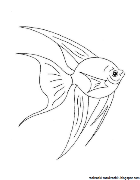Лёгкие рисунки рыбок