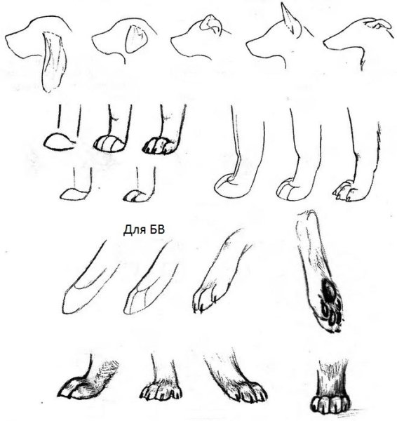 Лапа волка сбоку