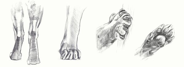 Наброски лап кошки