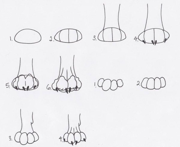 Кошачья лапка сбоку