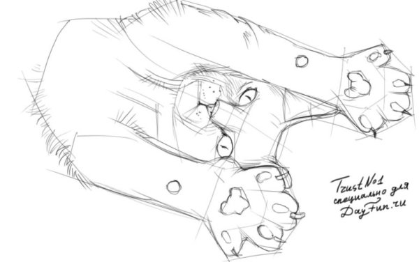 Лапки котика зарисовки