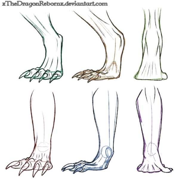 Лапы референс