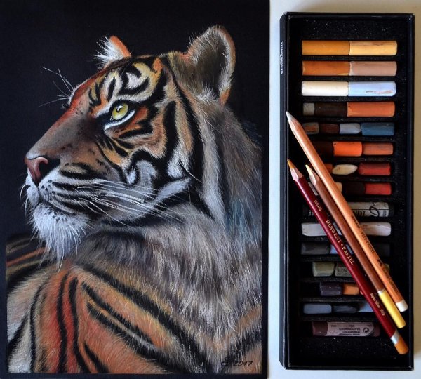 Тигр сухой пастелью
