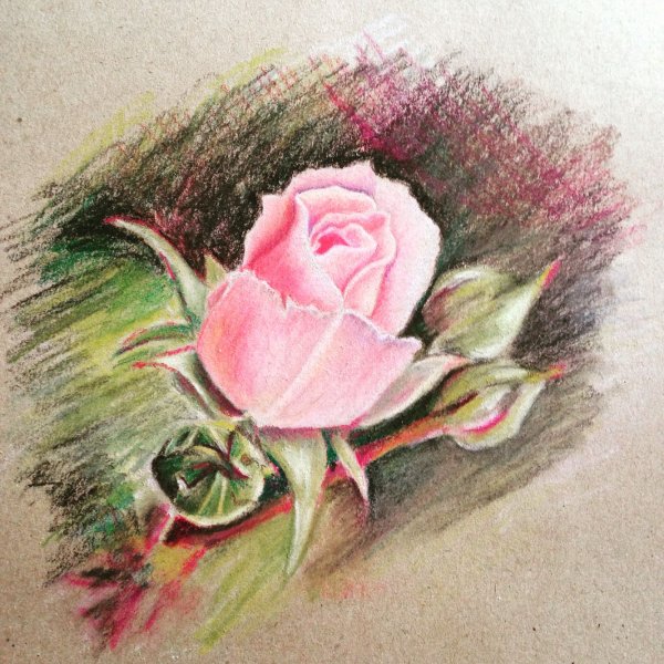 Цветы пастельными карандашами