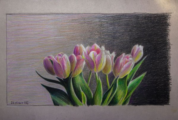 Тюльпаны цветными карандашами