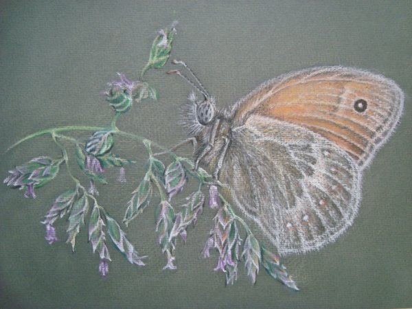 Бабочки пастелью таткина