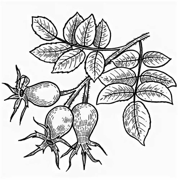 Шиповник Майский