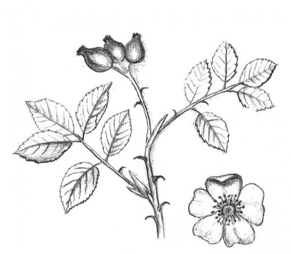 Шиповник рисунок