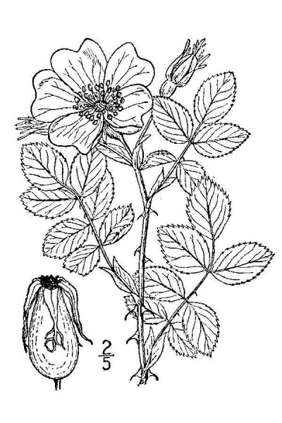 Шиповник рисунок