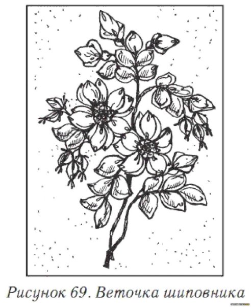 Нарисовать плоды шиповника