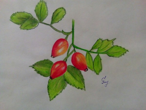 Лекарственный кустарник шиповник