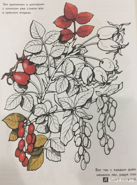 Шиповник цветы раскраска для детей