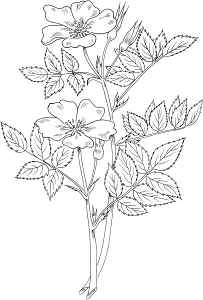 Плод шиповника ботаника