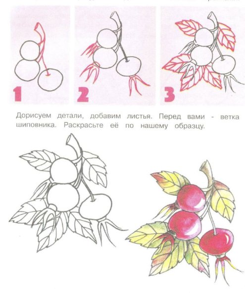 Шиповник Майский