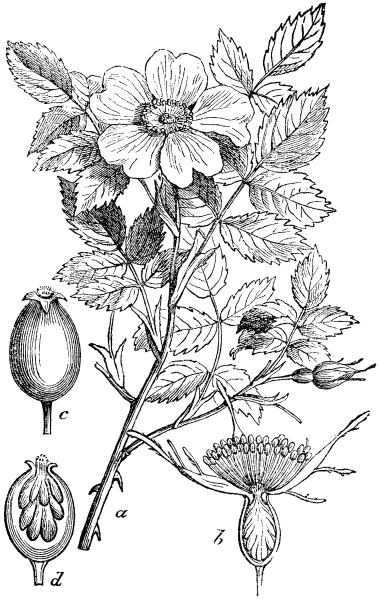 Шиповник Майский акварелью