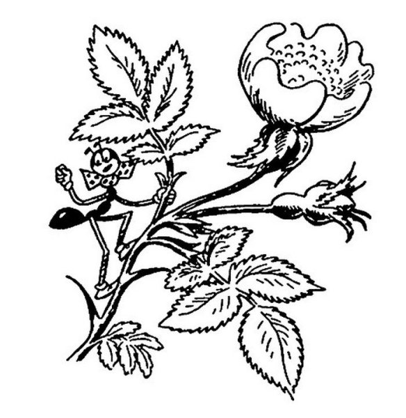 Шиповник раскраска для детей