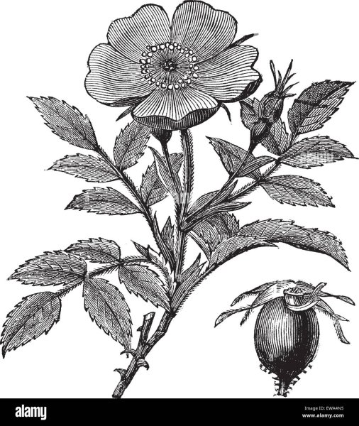 Шиповник контур