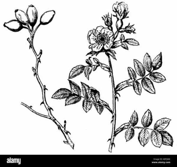 Шиповник раскраска для детей