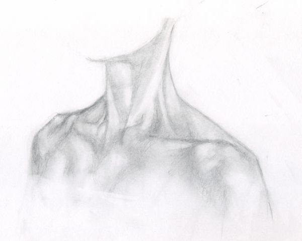 Ключицы рисунок