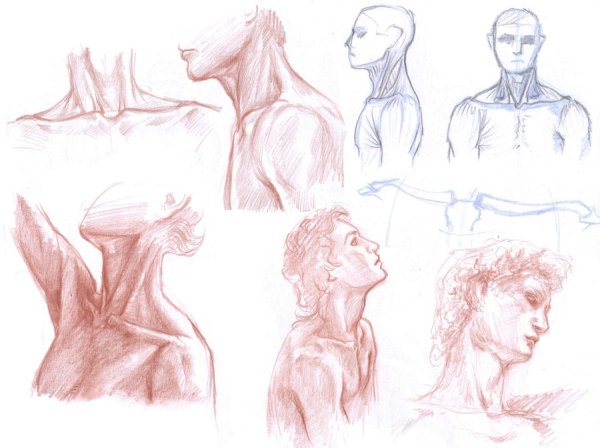 Шея рисунок