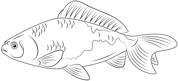 Рисование рыбки