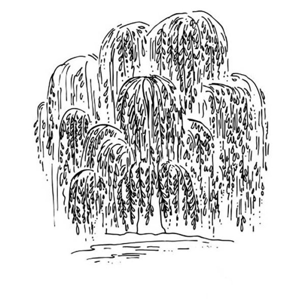 Плакучая Ива