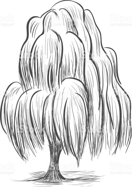 Раскраска дерево Ива