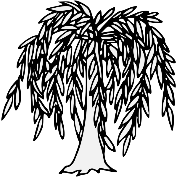 Ива дерево рисунок для детей