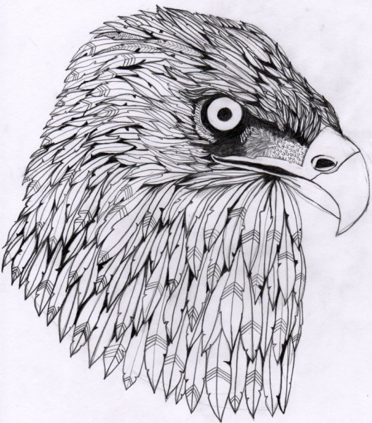 Коршун рисунок