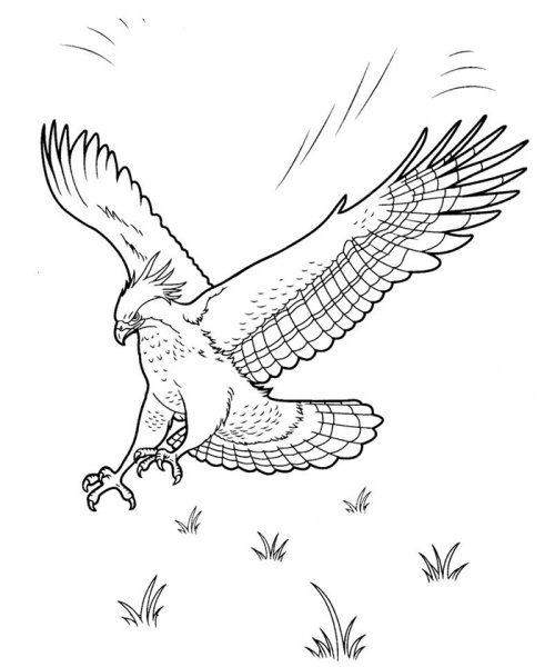 Орел раскраска для детей