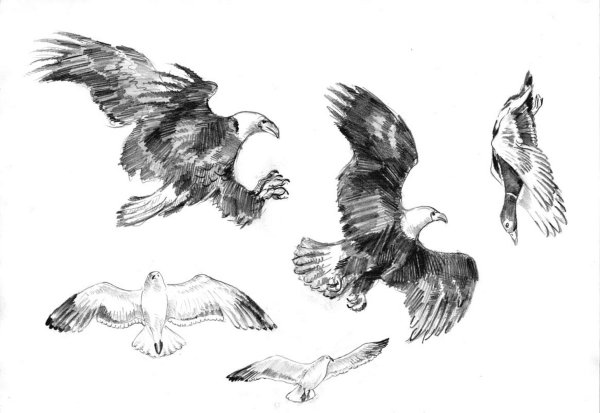 Нарисовать коршуна карандашом