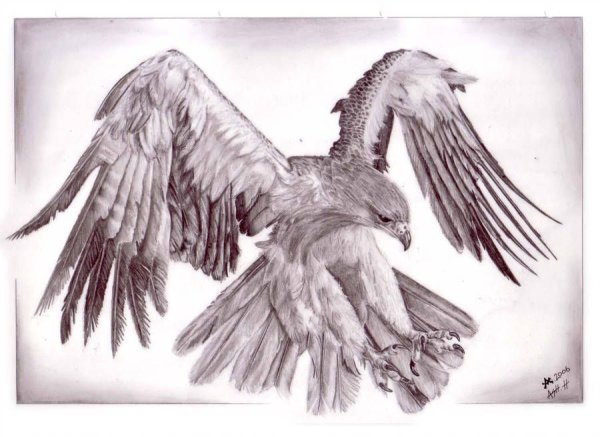 Тату Беркут эскизы