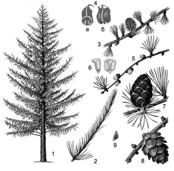 Лиственница Сибирская побег