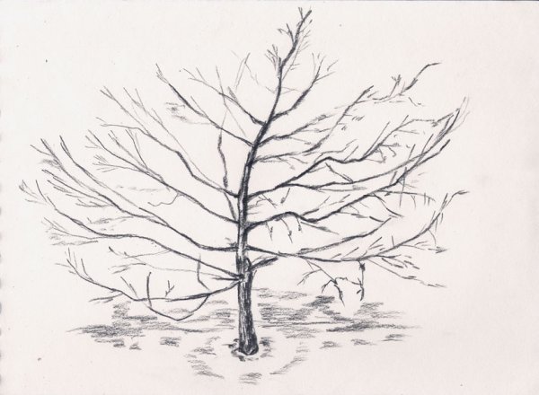 Лиственница карандашом