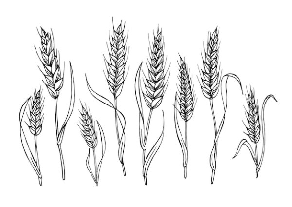 Пшеница раскраска