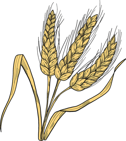 Нарисовать рожь и пшеницу
