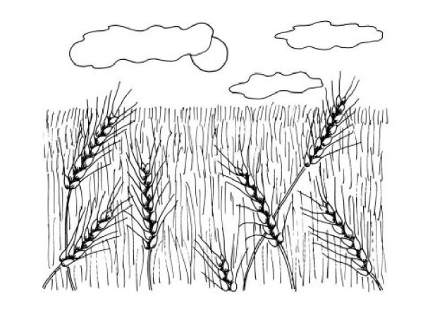 Рисование Колосков