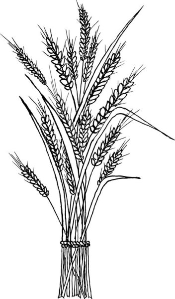 Колосок рисунок