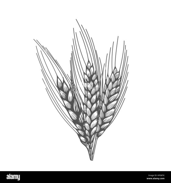 Колосок для раскрашивания