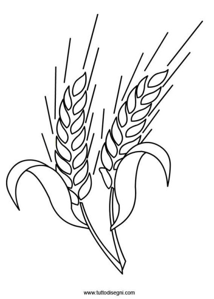 Колосок пшеницы раскраска