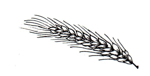 Пшеница карандашом