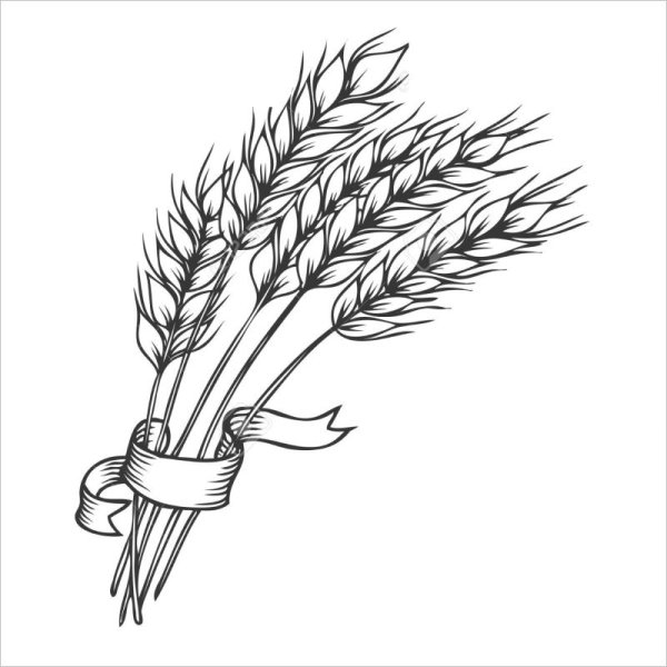 Рисунки зерновых культур