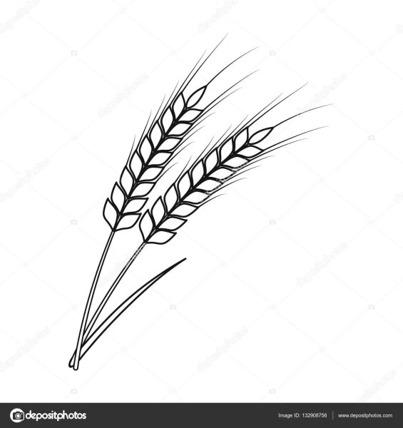 Колосок в графике