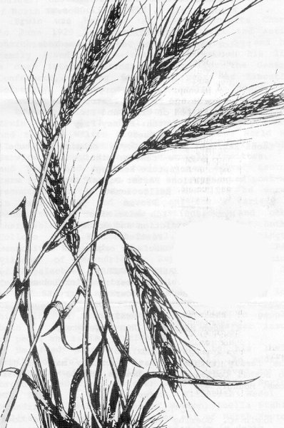 Пшеница раскраска