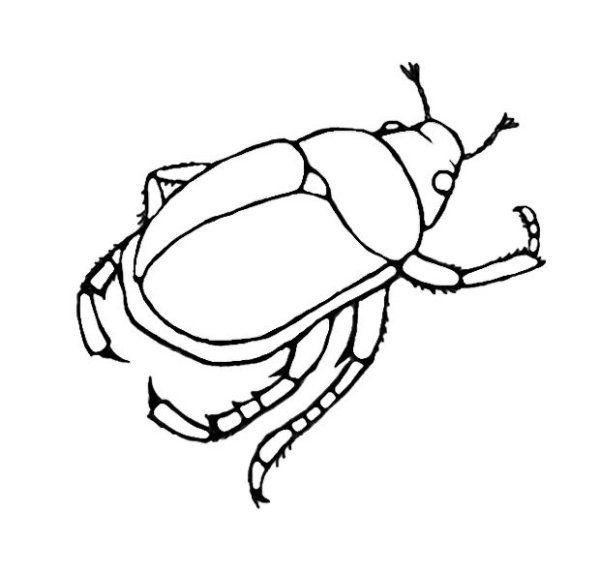 Жук Рогач иллюстрация