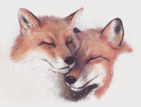 Рисунок лисы